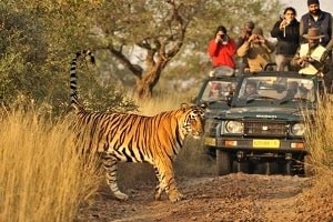 Ranthambore Safari Bookings