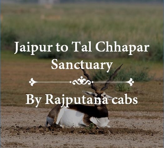 Jaipur to Tal Chhapar Sanctuary Taxi