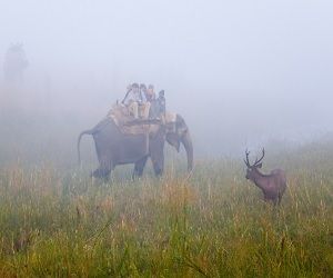 Jim Corbett National Park
