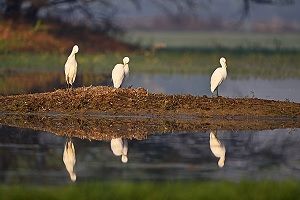 bharatpur-bird-sanctuary