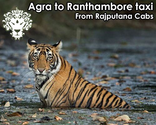Agra to Ranthambore taxi