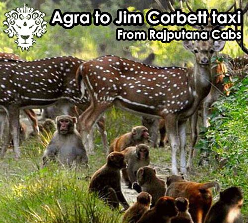 Agra to Jim Corbett taxi from Rajputana Cabs