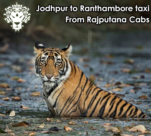 Jodhpur to Ranthambore taxi from Rajputana Cabs