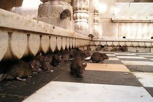 Karni Mata Temple mouse