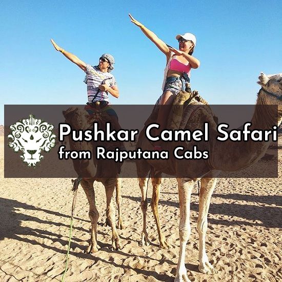 Pushkar camel safari