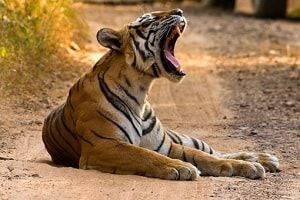 Ranthambore Tiger Safari RJ