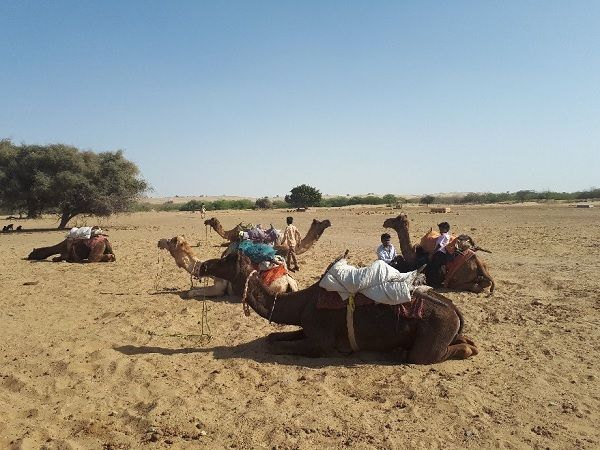 camel safari at khuri sand dune rj