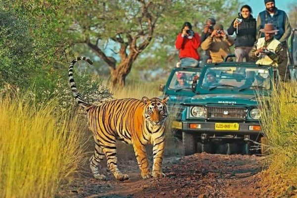 Ranthambore National Park, Sawai Madhopur, RJ