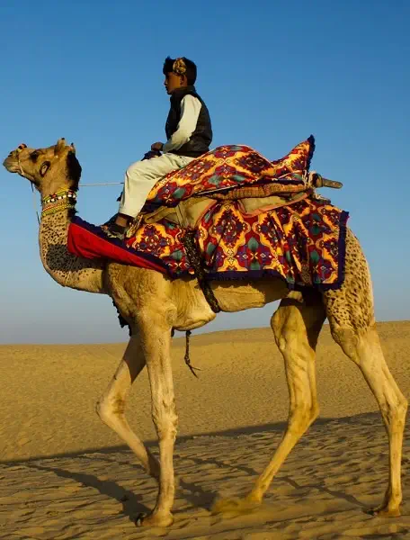 camel safari jaisalmer from rajputana cabs