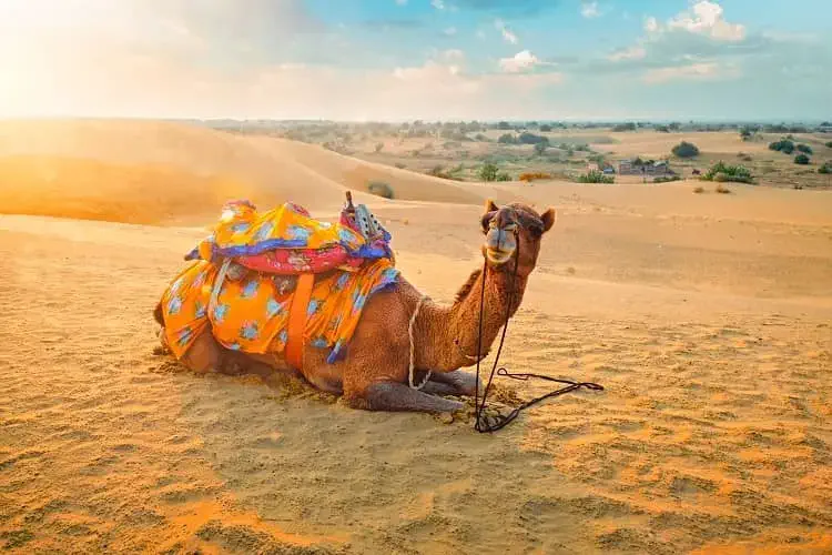 camel safari jaisalmer rj