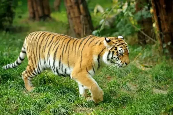 tiger at ranthambore
